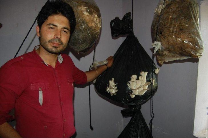 Evinde İstiridye Mantarı Yetiştiriyor G3