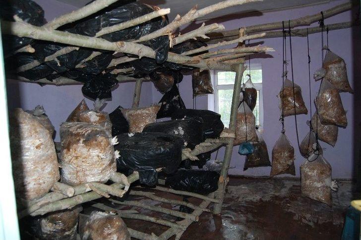 Evinde İstiridye Mantarı Yetiştiriyor G5