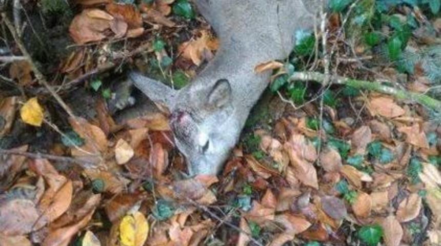 Karacayı &Ouml;ld&uuml;ren Ka&ccedil;ak Avcılara 13 Bin 500 Tl Ceza