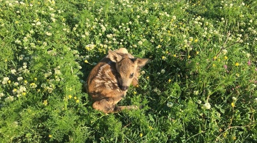 Annesinden Ayrı Kalan Yavru Karacaya Sahip &Ccedil;ıktılar