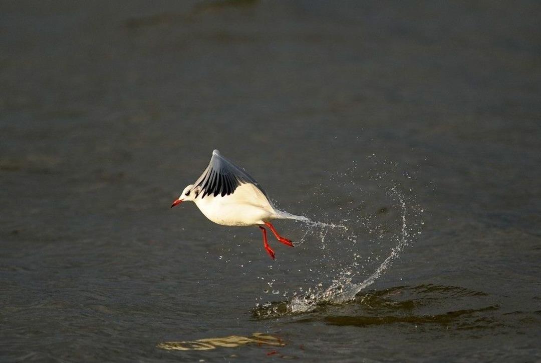 Kuşlara "kuş Bakışı"