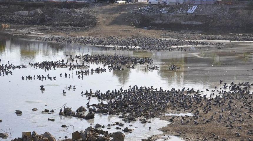 İnşaat Alanı Kuş Cennetine D&ouml;nd&uuml;