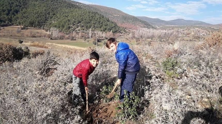 &Ccedil;ivril&rsquo;e 1500 Sarı &Ccedil;am Fidanı Dikildi