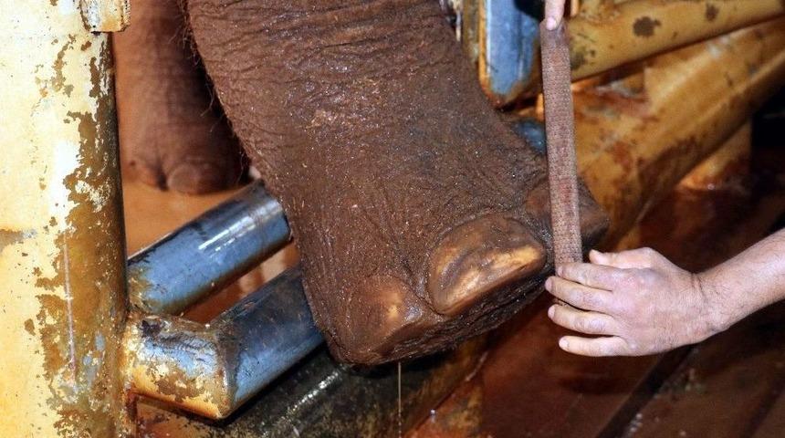 Gaziantep&rsquo;te 5 Tonluk Fillere Kışlık Bakım