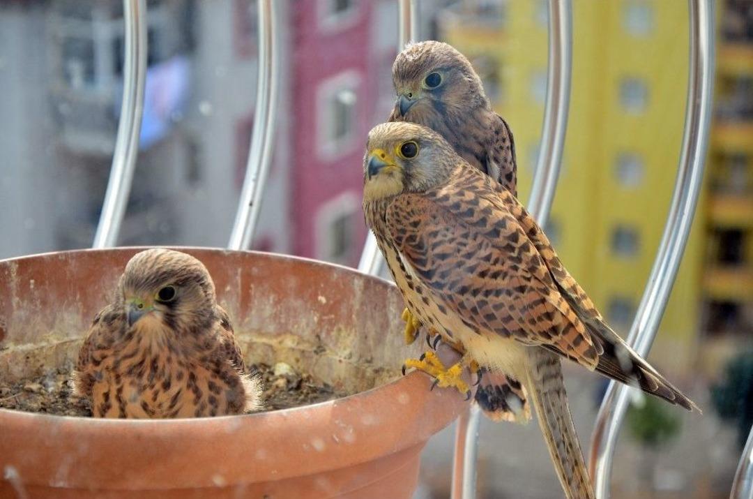 Evinin Balkonuna Yuva Yapan Atmaca Her Sene Yavrulamaya Geliyor
