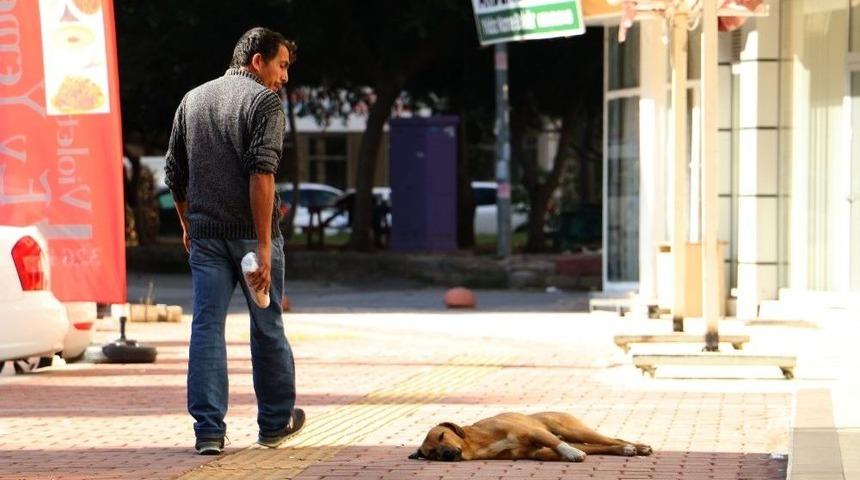 Antalya’da 2017 Yılında 9 Bin 289 Kişi Kuduz Riskli Temas Nedeniyle Başvuru Yaptı