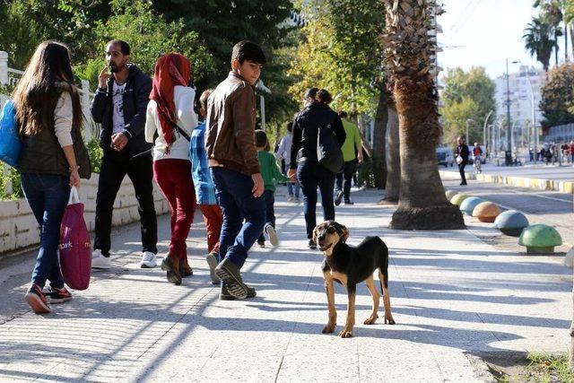 Antalya’da 2017 Yılında 9 Bin 289 Kişi Kuduz Riskli Temas Nedeniyle Başvuru Yaptı