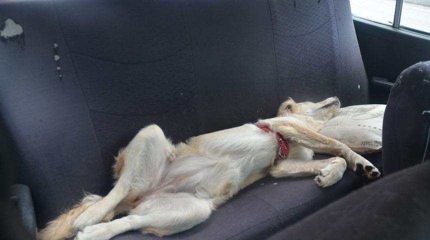 B&ouml;yle Keyif G&ouml;r&uuml;lmedi