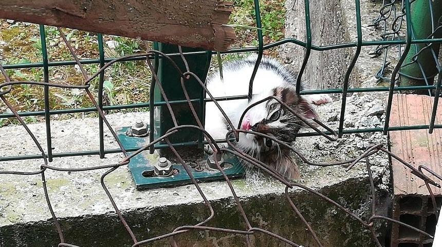 (&ouml;zel) Kafası Tellere Sıkışan Yavru Kediyi İtfaiye Kurtardı