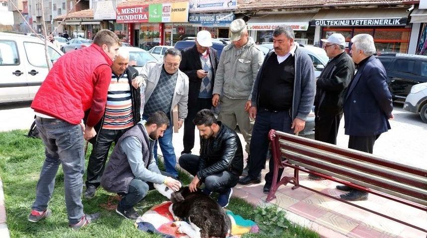 Hasta Olan Buzağılara Sokakta Serum Taktı