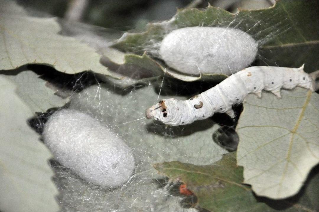 90&rsquo;lı Yıllarda &Uuml;retimi Durdu, Şimdi 80 Ailenin Gelir Kaynağı Oldu