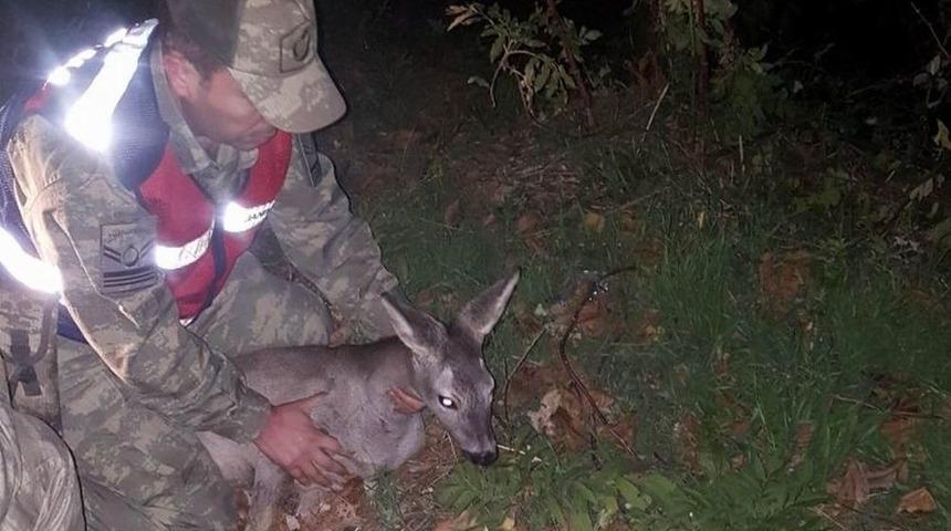 Yaralı Ceylana Jandarma Şefkati