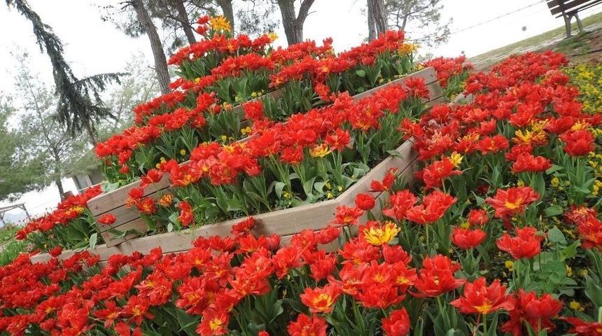 Kepez&rsquo;de Park Ve Bah&ccedil;eler Laleler İle Donatıldı