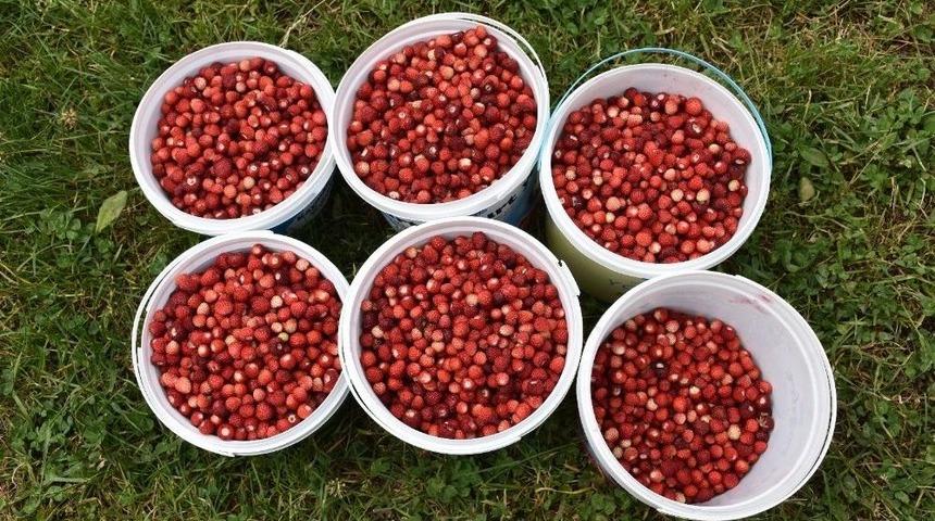 (özel) Her Derde Deva Dağ Çileği, Alıcı Bulamaz Hale Geldi