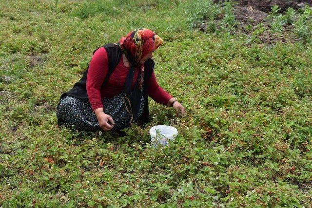 (özel) Her Derde Deva Dağ Çileği, Alıcı Bulamaz Hale Geldi