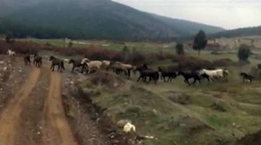 Yılkı Atları Böyle Görüntülendi