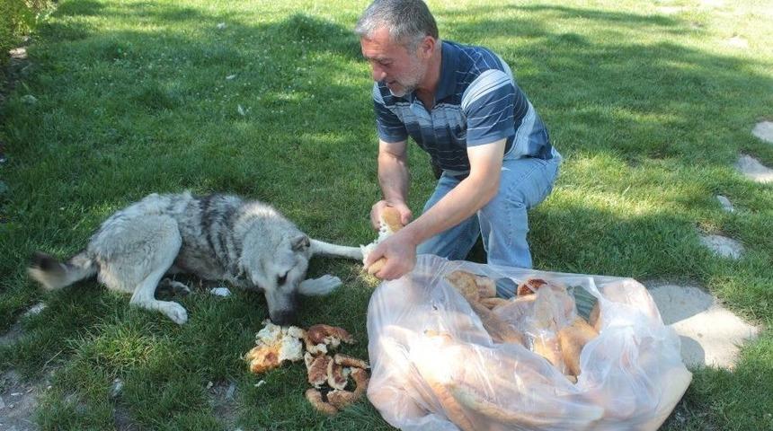 Kırsaldaki Sahipsiz K&ouml;pekleri Besliyor