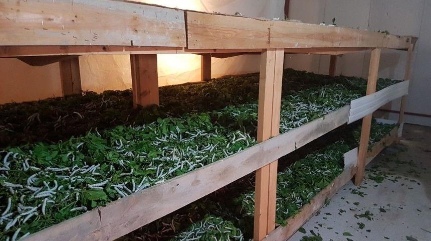 Kulp&rsquo;ta İpekb&ouml;ceği Koza Alımları Başladı