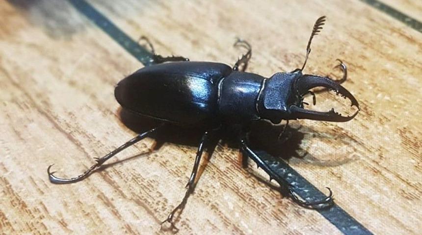 Japonların Büyük İlgi Gösterdiği Geyik Böceği, Muğla’da İlk Defa Görüldü