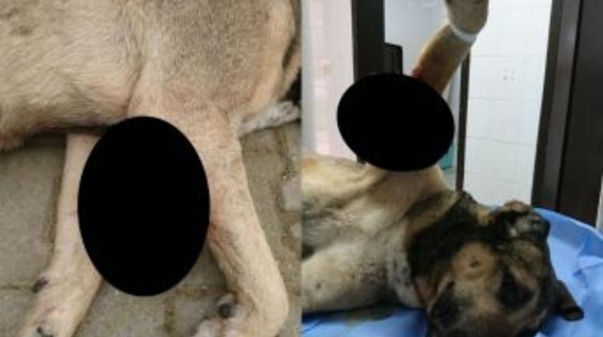 Sokak K&ouml;peğinden 1,5 Kilogram T&uuml;m&ouml;r Alındı
