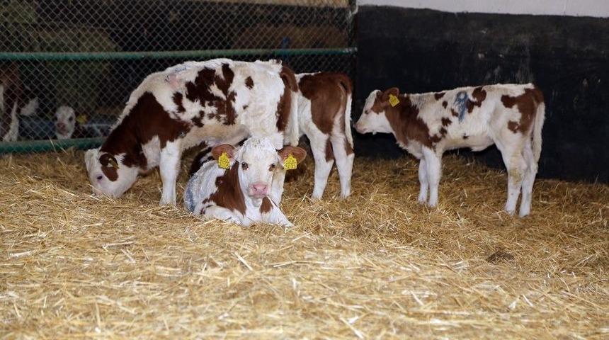 &rsquo;&uuml;st&uuml;n Vasıflı&rsquo; Sığırlar D&uuml;nyaya Geldi