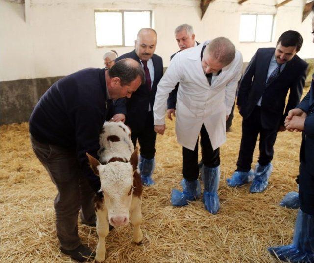 ’üstün Vasıflı’ Sığırlar Dünyaya Geldi