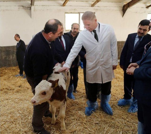 ’üstün Vasıflı’ Sığırlar Dünyaya Geldi