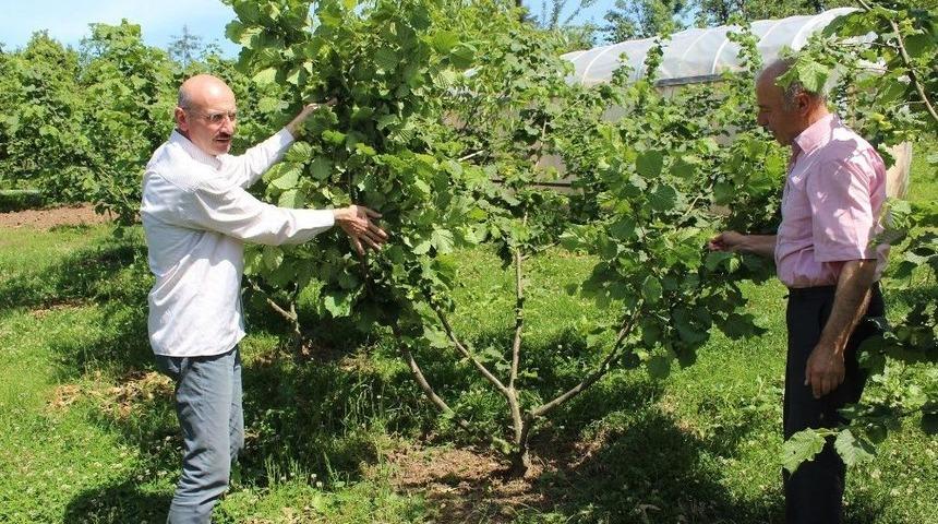 Tek Dalda, Ocaktan Fazla Fındık Var