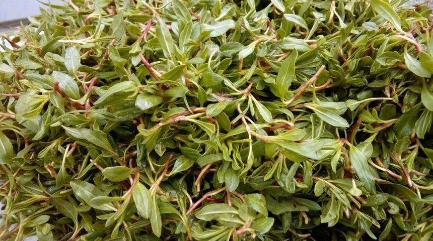 Madımak Tezgahlarda Yerini Aldı