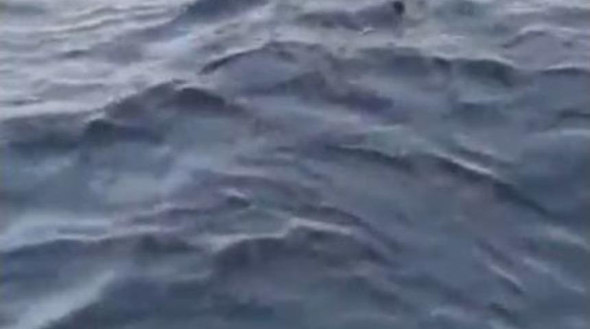 Bodrum&rsquo;da Dev K&ouml;pek Balığı G&ouml;r&uuml;nt&uuml;lendi