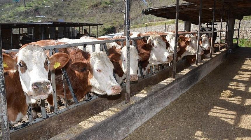 Ordu&rsquo;da Hayvancılığa Rekor Destek