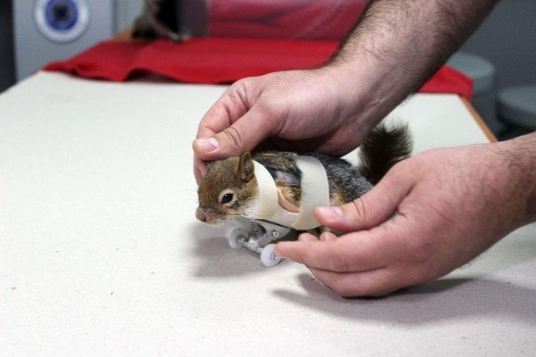 Sincap Karamel Protez Kollarına Kavuştu