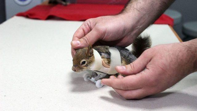 Sincap Karamel Protez Kollarına Kavuştu