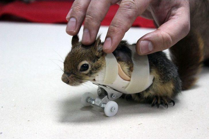 Sincap Karamel Protez Kollarına Kavuştu G1