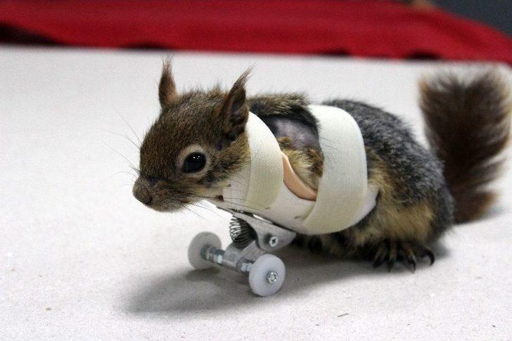 Sincap Karamel Protez Kollarına Kavuştu G2