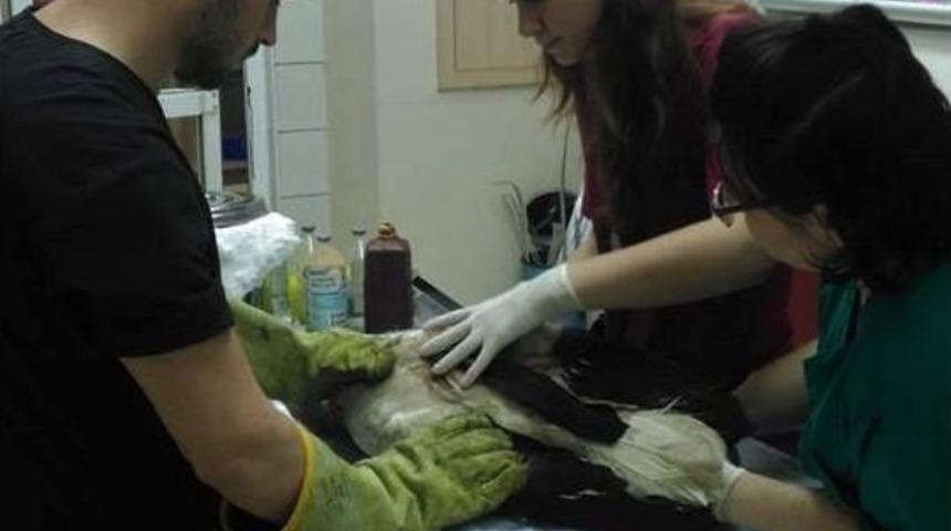 Leylekler Yuvadan D&uuml;ş&uuml;p Yaralandı