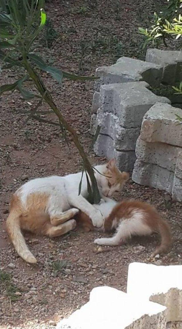 Havalandırma Borusunun İçine Düşen Yavru Kedi Kurtarıldı