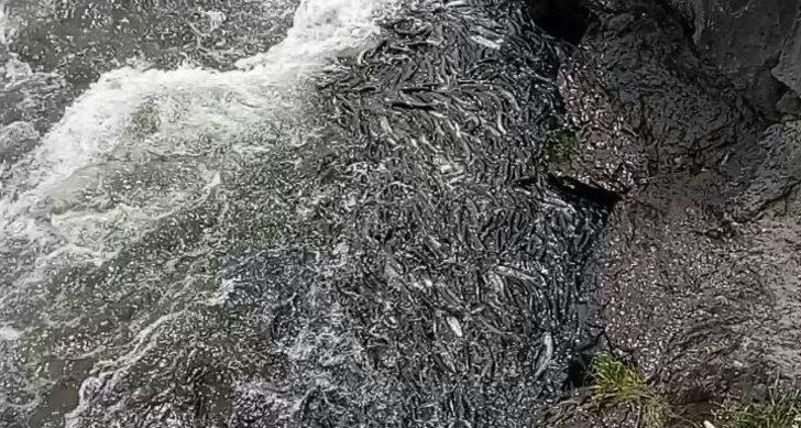 İnci Kefali Balığının Göç Serüveni Devam Ediyor G2