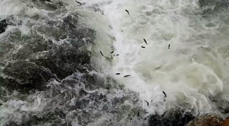 İnci Kefali Balığının Göç Serüveni Devam Ediyor G3