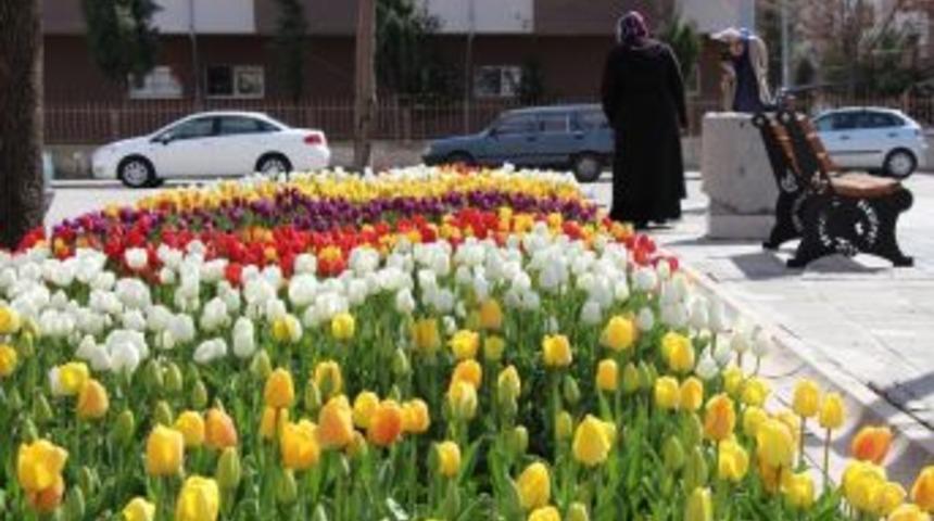 Seydişehir Laleler Rengarenk A&ccedil;tı