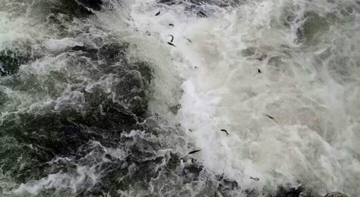 İnci Kefali Balığının Göç Serüveni Devam Ediyor G4