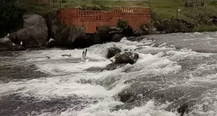 İnci Kefali Balığının Göç Serüveni Devam Ediyor G5