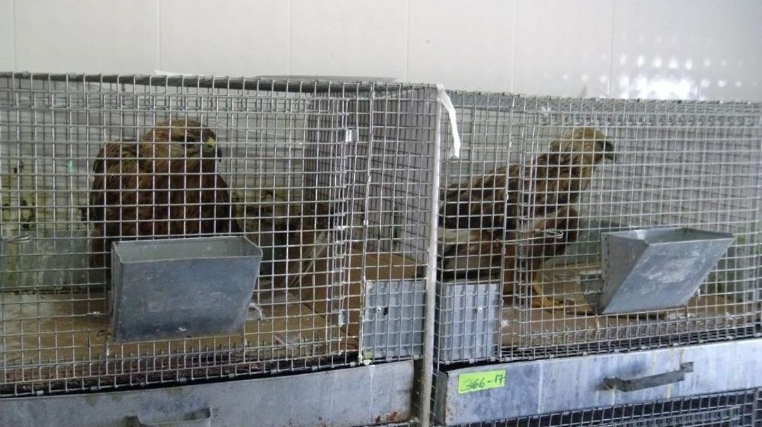 Trafik Kazalarına Maruz Kalan Yaban Hayvanları Kars&rsquo;ta Tedavi Ediliyor