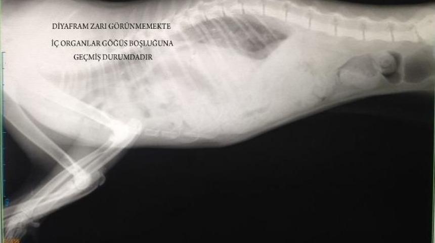 Fıtığı Yırtılan Kedi Sağlığına Kavuştu