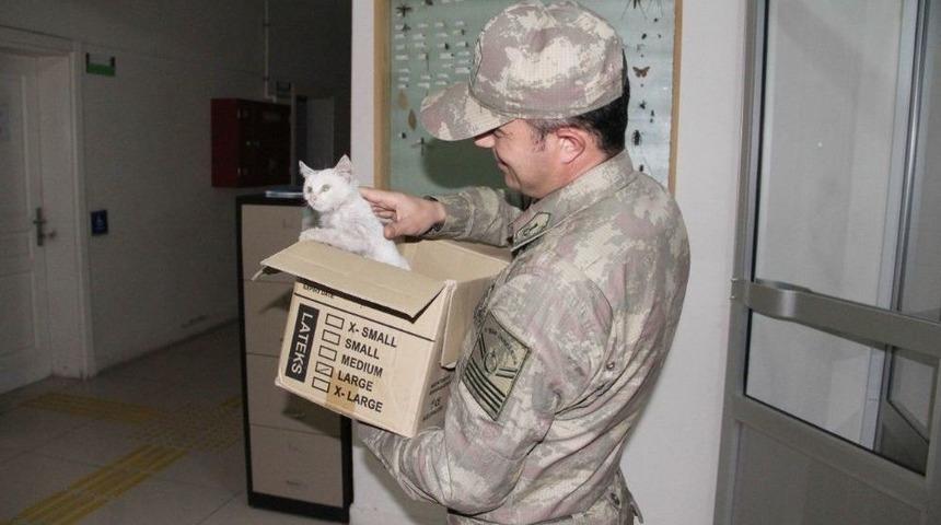 Bir Yanda Kediye Şefkat, Diğer Yanda İşkence