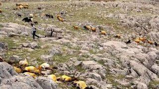 Yıldırım Düşen Sürüden 23 Koyun Telef Oldu