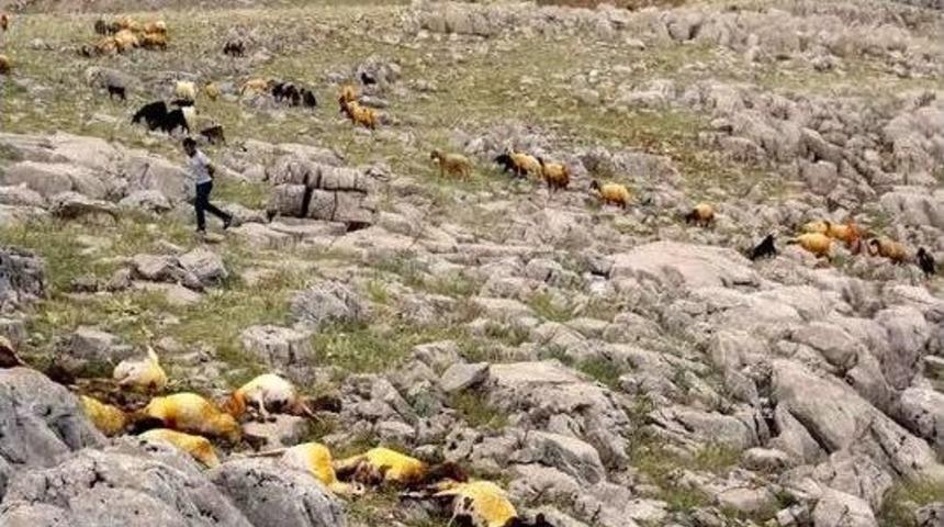 Yıldırım Düşen Sürüden 23 Koyun Telef Oldu