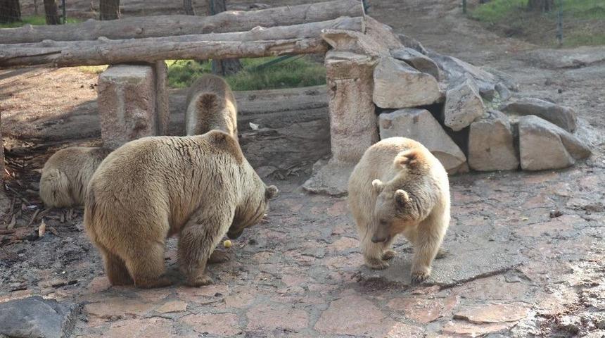 (&ouml;zel Haber) Gaziantep&rsquo;te Ayılar Kış Uykusunu Unuttu