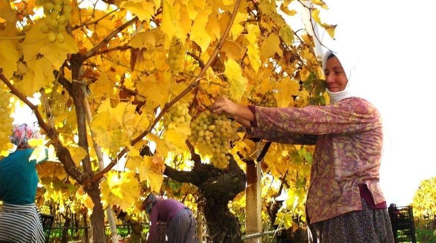 Sarıg&ouml;l&rsquo;&uuml;n Bağları Da &Uuml;z&uuml;m&uuml; De Sarıya Boyandı