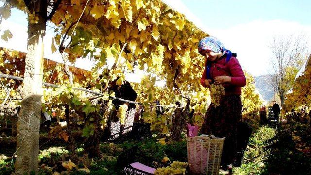 Sarıgöl’ün Bağları Da Üzümü De Sarıya Boyandı